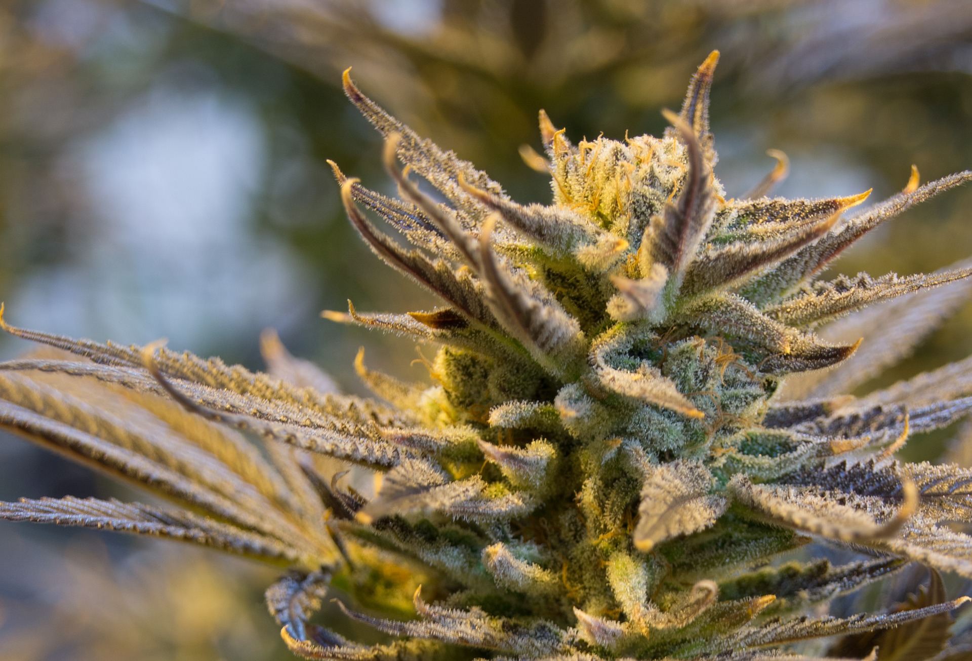 Business is Booming in the Medical Marijuana Industry