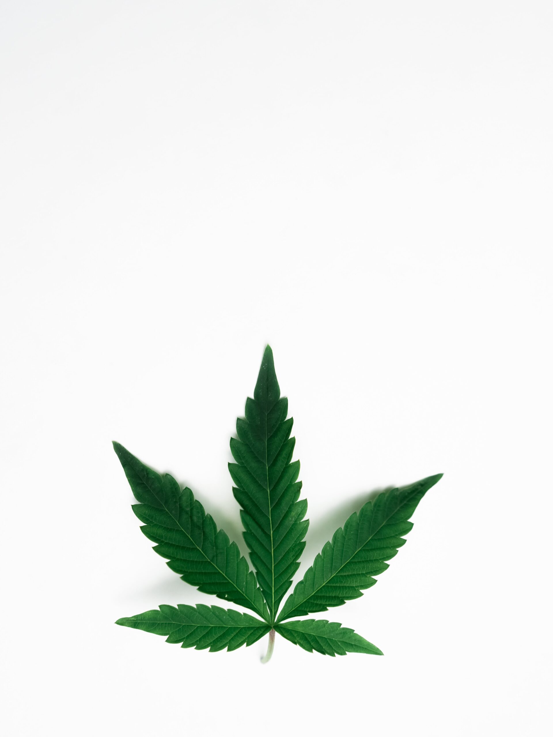 How Cannabis Affects Urinary Function