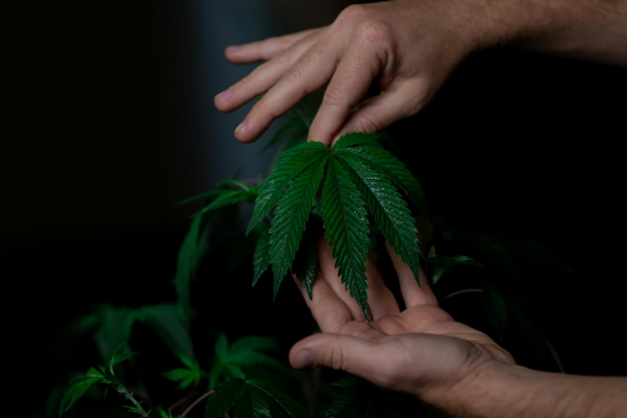 medical marijuana in Maryland