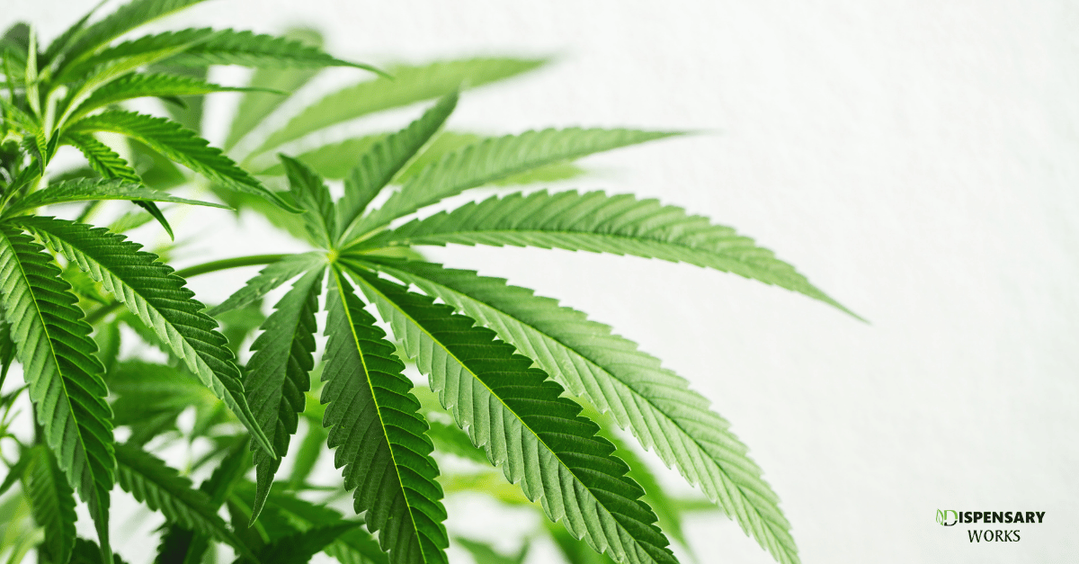 Dispensary Works Maryland Medical Dispensary