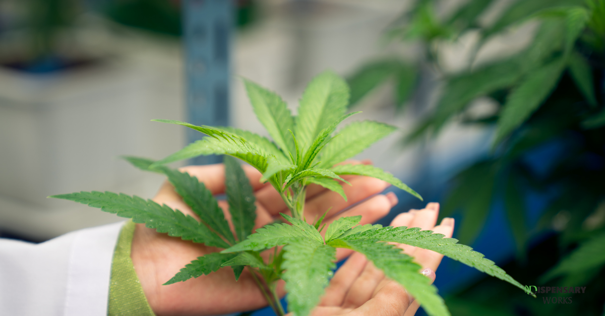 Why Dispensary Works Is One of the Best Maryland Dispensaries