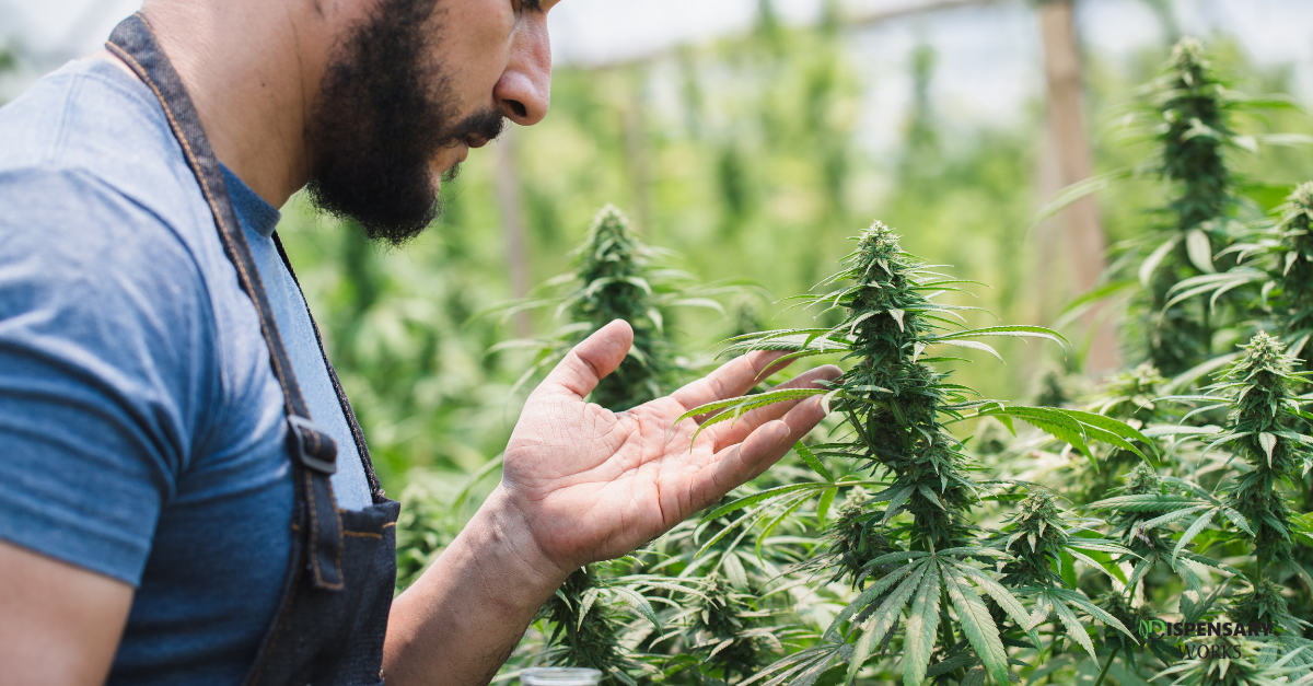 Dispensary Works - Qualifying conditions for medical card in Maryland